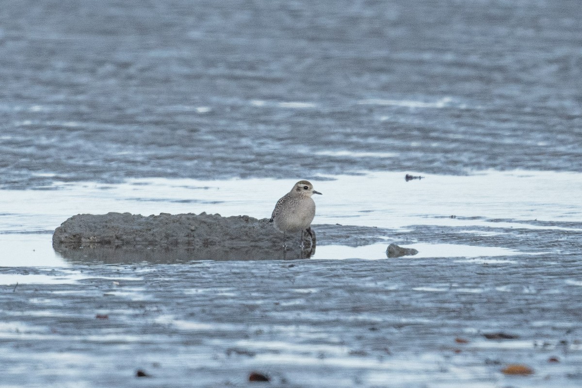 American Golden-Plover - Serg Tremblay