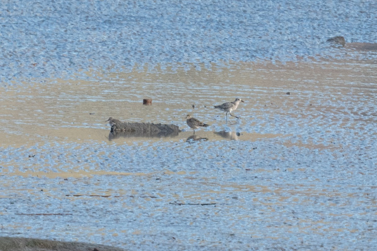 American Golden-Plover - ML278969851