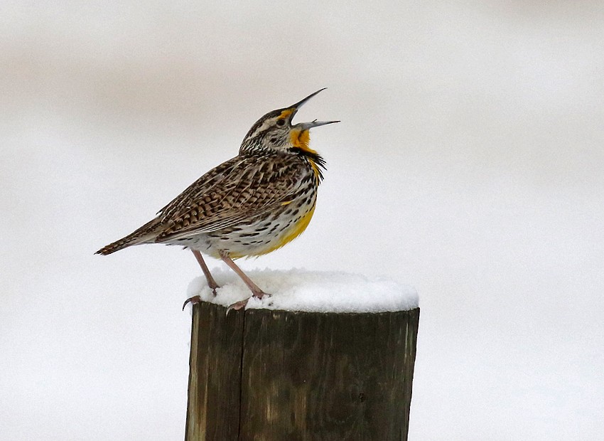 Western Meadowlark - ML27896991