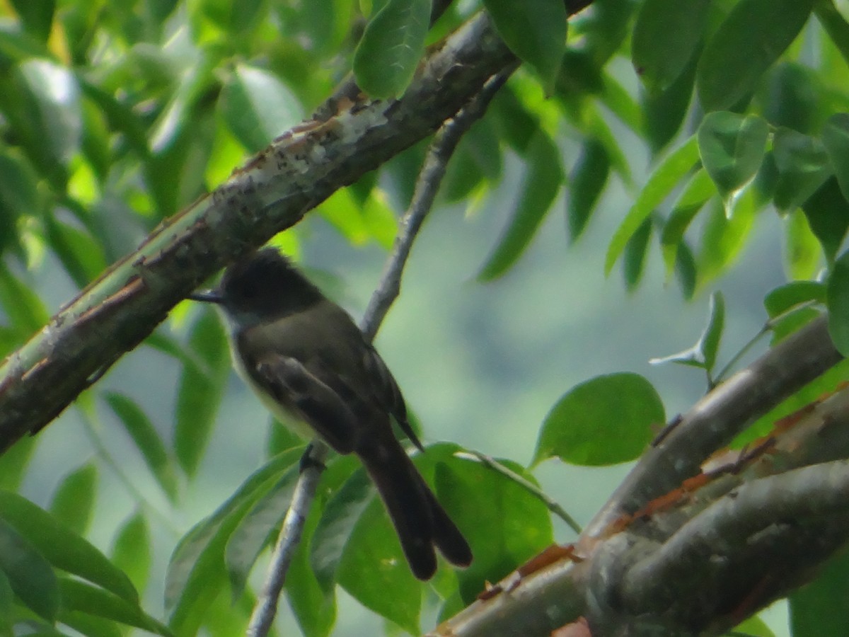 Dusky-capped Flycatcher - ML278971951