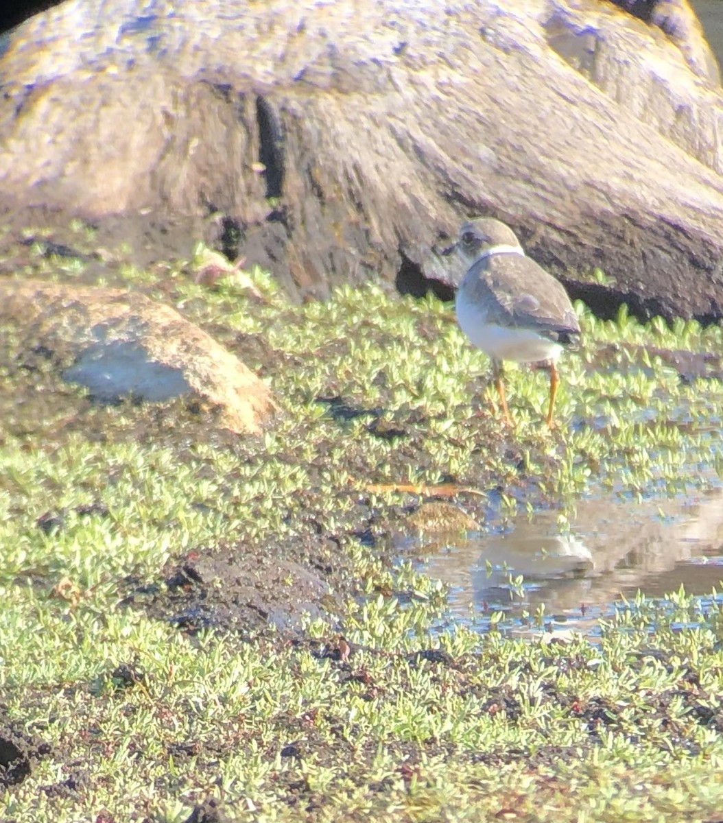 Semipalmated Plover - ML278974481