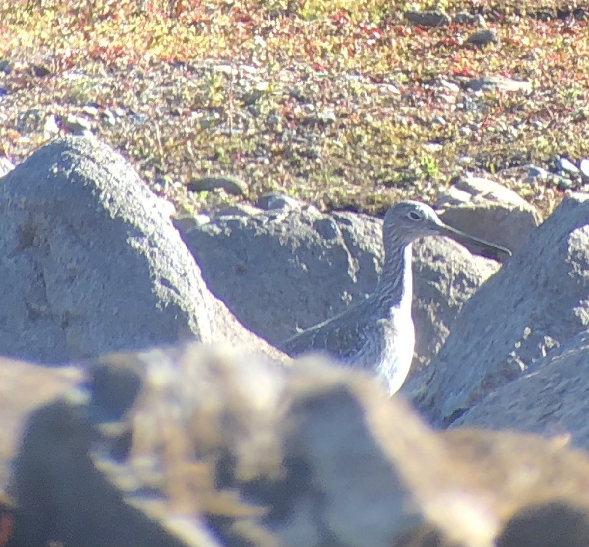 Greater Yellowlegs - ML278974631