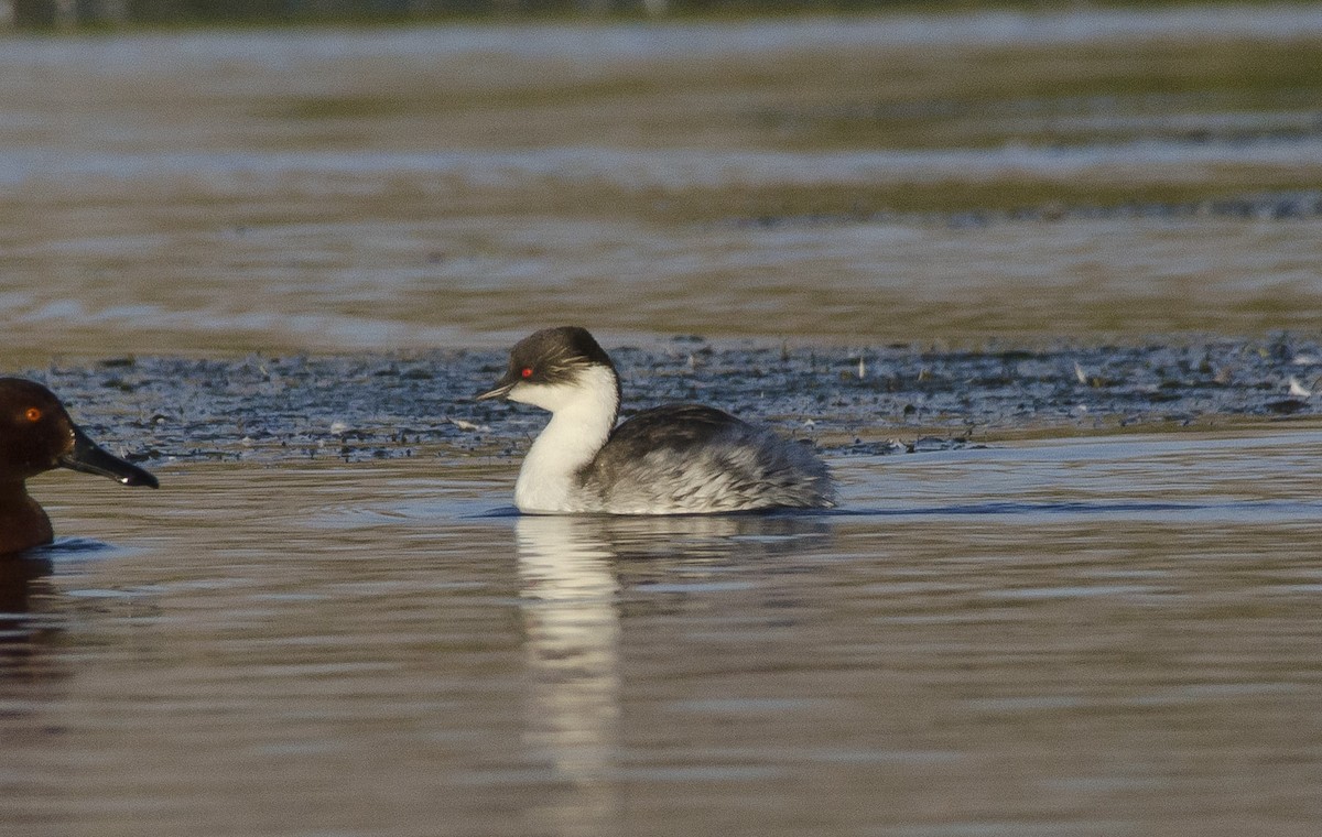 Silvery Grebe (Andean) - ML27897561