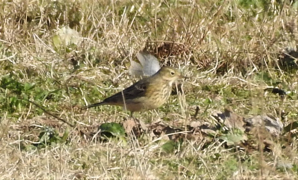 American Pipit - ML278977301