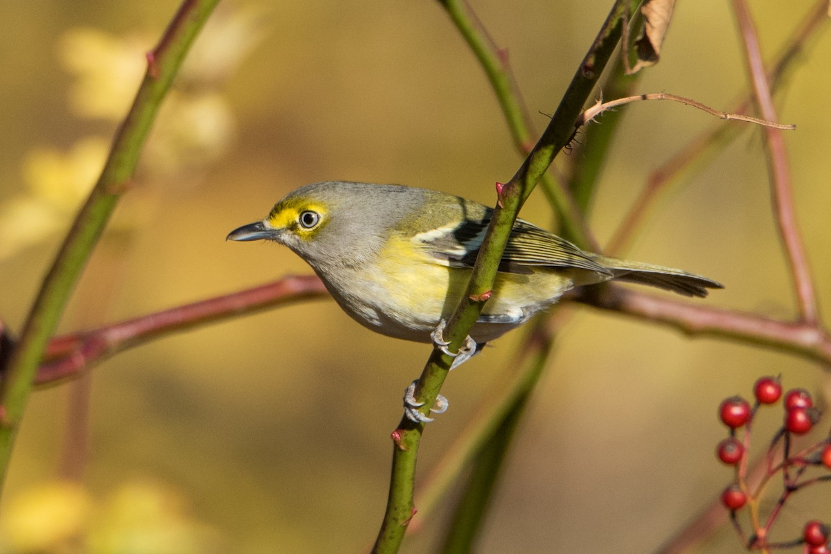 White-eyed Vireo - Sue Barth