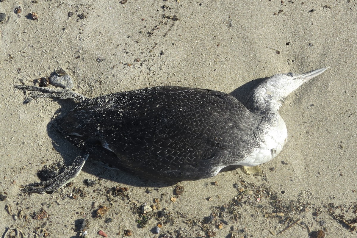 Red-throated Loon - ML278981161