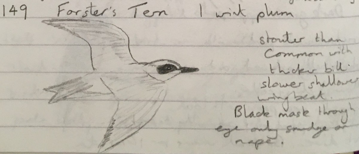 Forster's Tern - ML278982421