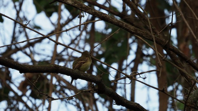 Western Flycatcher (Pacific-slope) - ML278982461