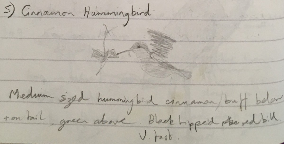 Cinnamon Hummingbird - Andy Parkes
