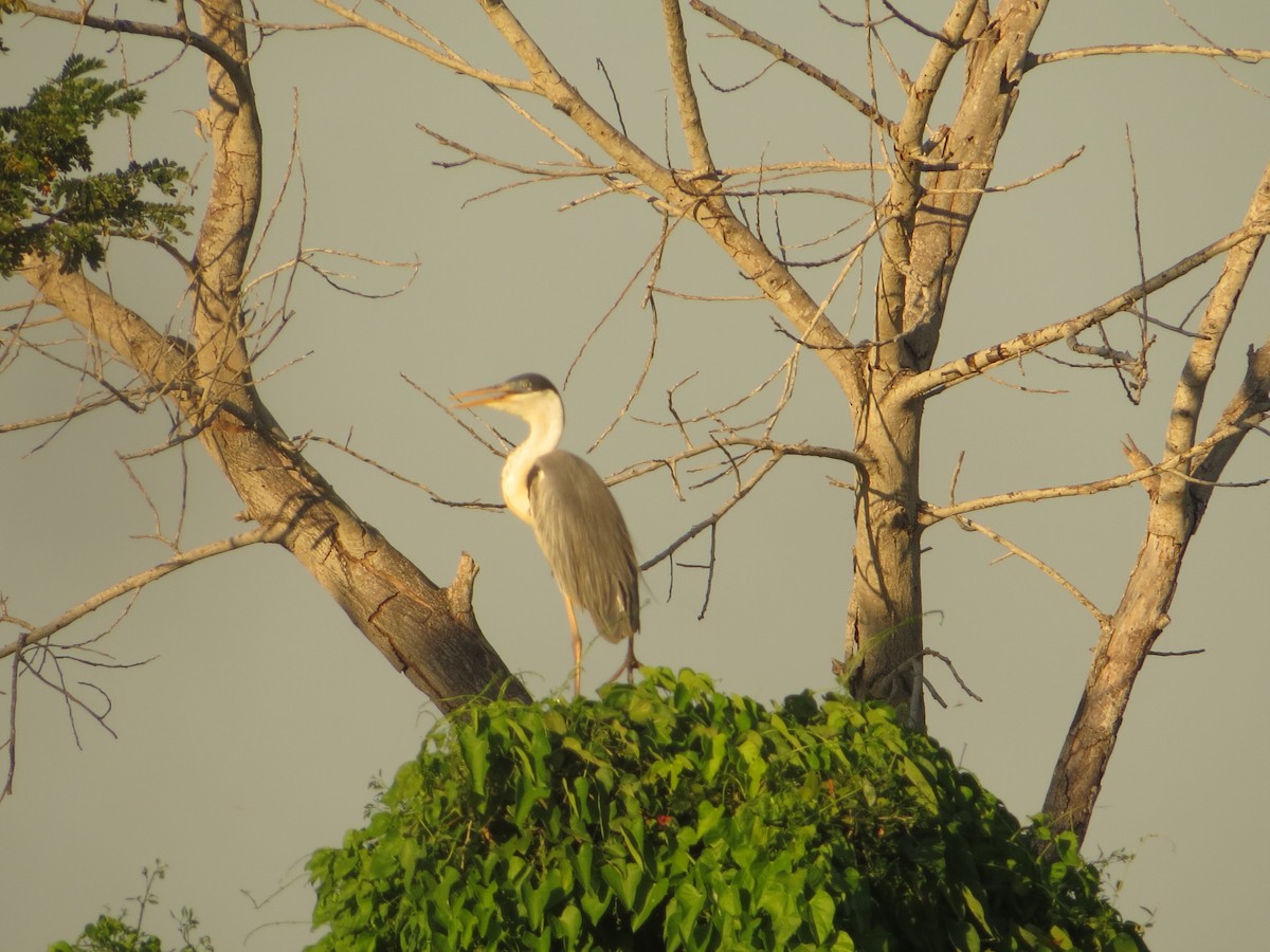 Cocoi Heron - Yenifer Herrera Varón