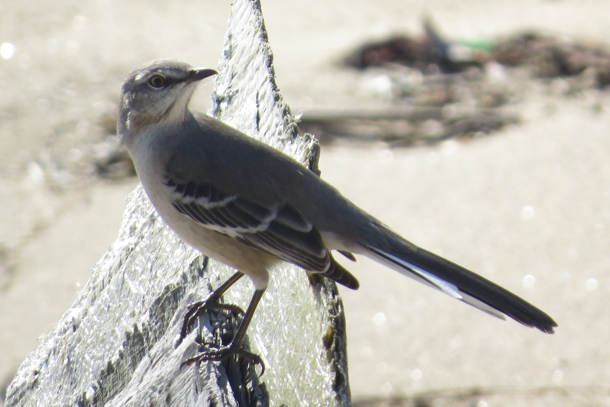 Northern Mockingbird - Anonymous