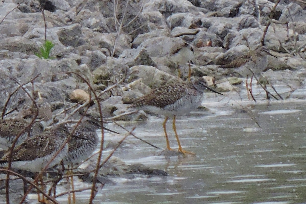 Greater Yellowlegs - ML27898591