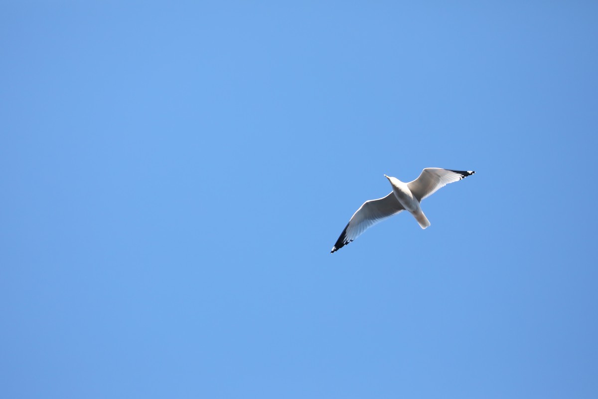 Ring-billed Gull - ML278987571