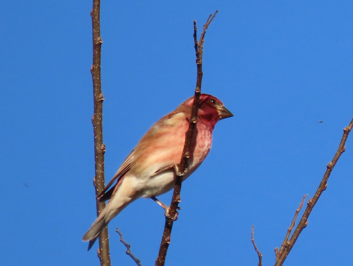 Purple Finch - ML278988461