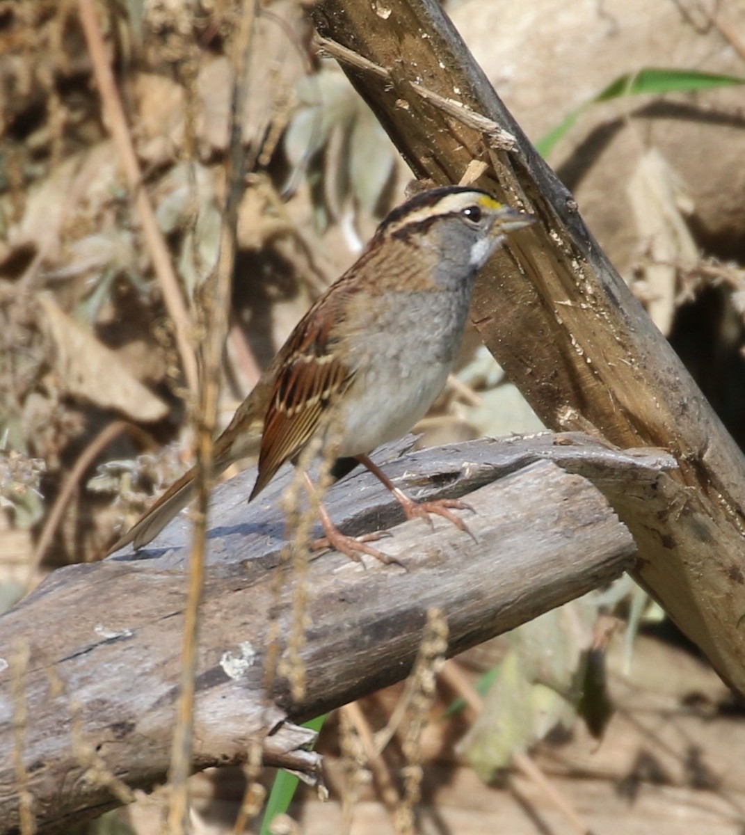 White-throated Sparrow - Don Coons
