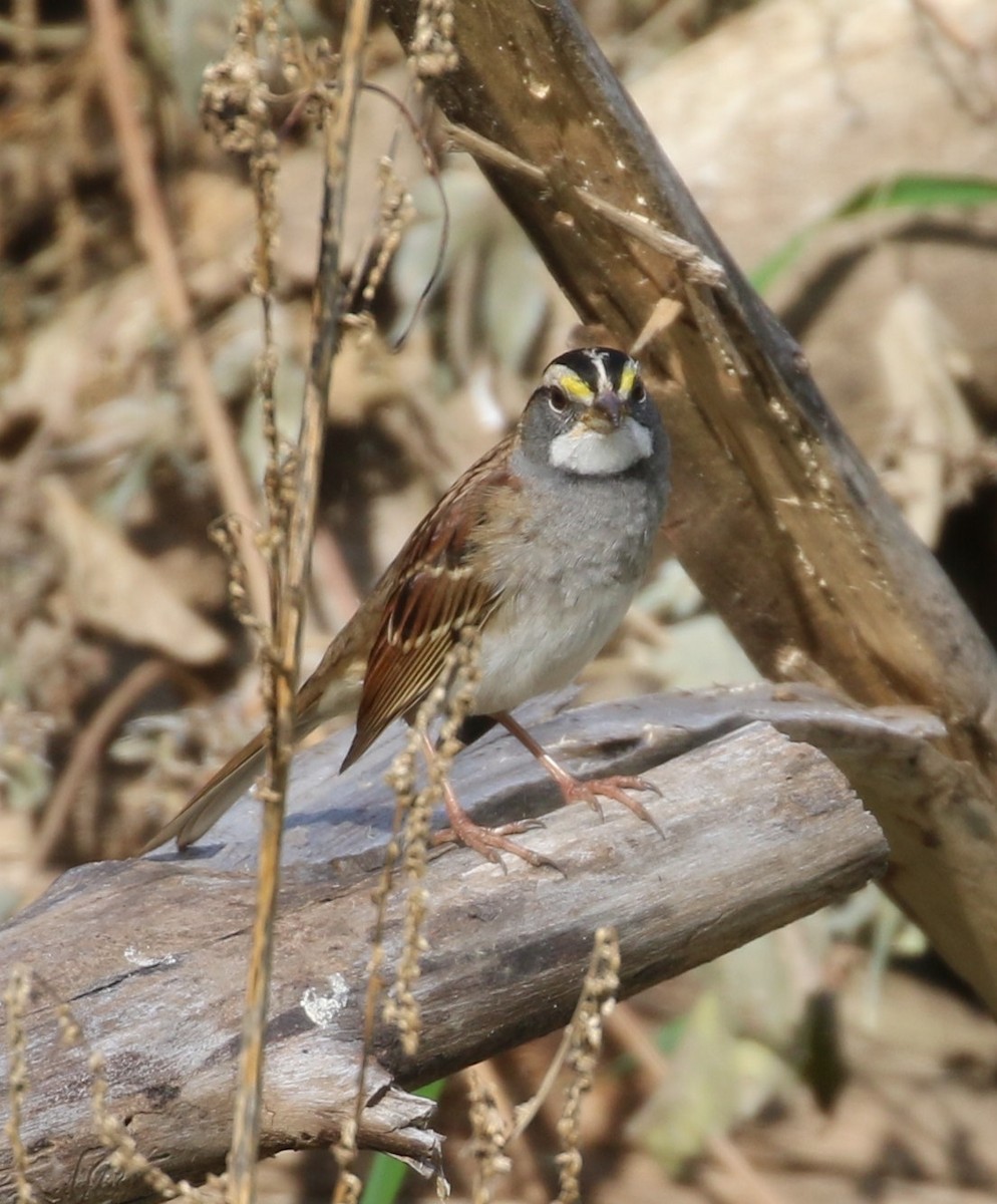 White-throated Sparrow - ML278988651