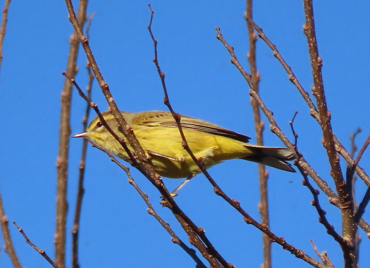 Palm Warbler - stephen johnson  🦜