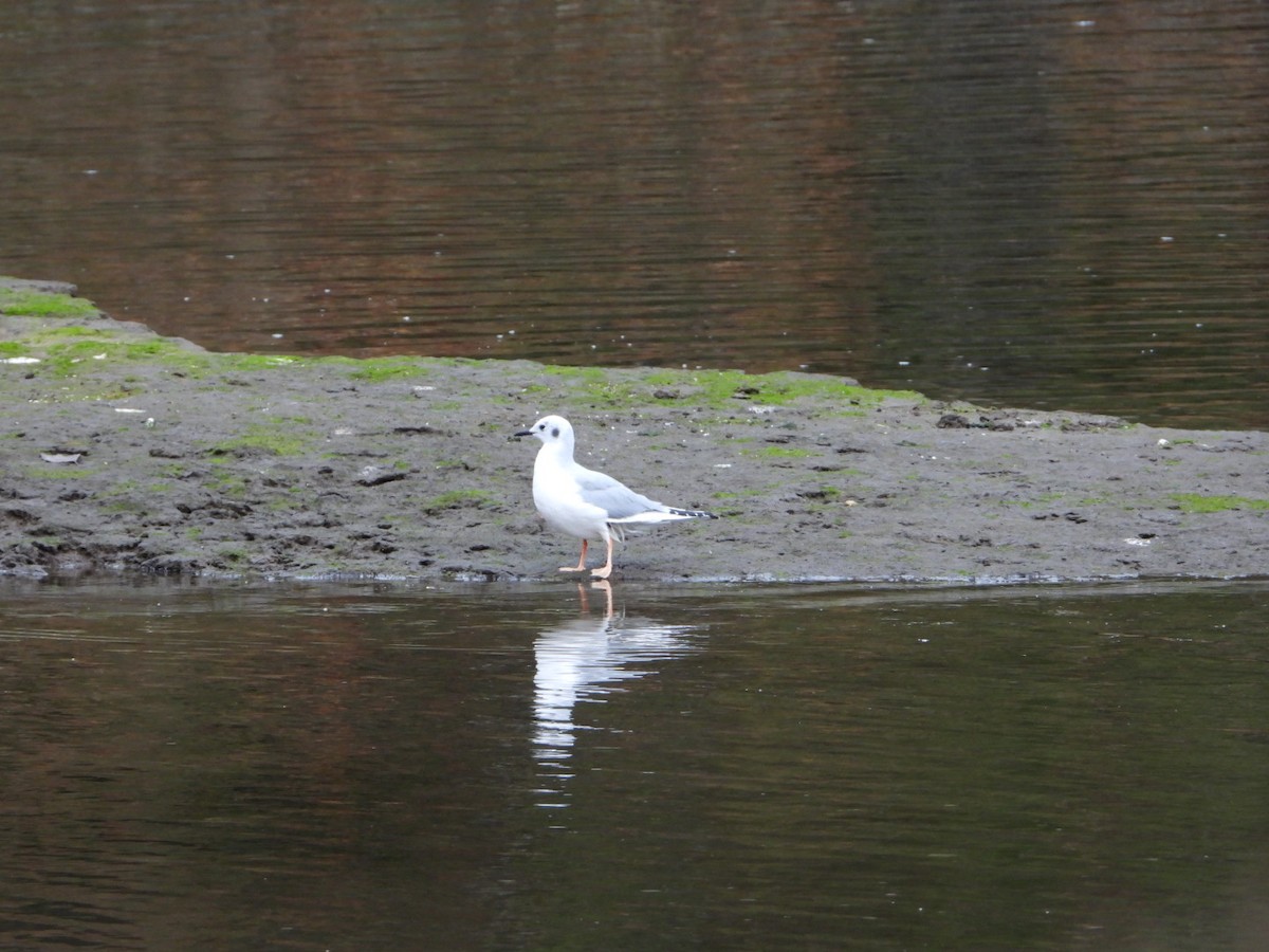 Bonaparte's Gull - Joe RouLaine