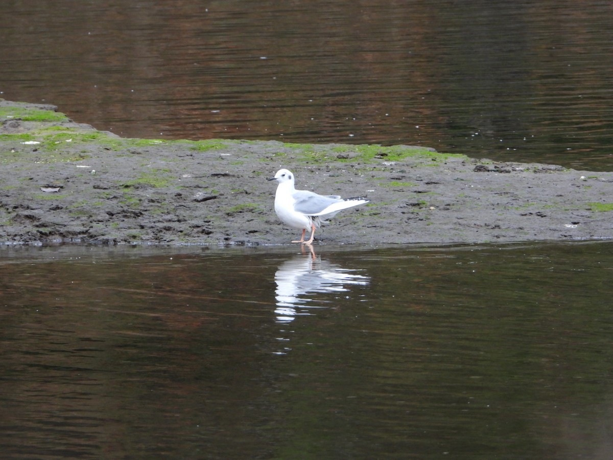 Bonaparte's Gull - Joe RouLaine