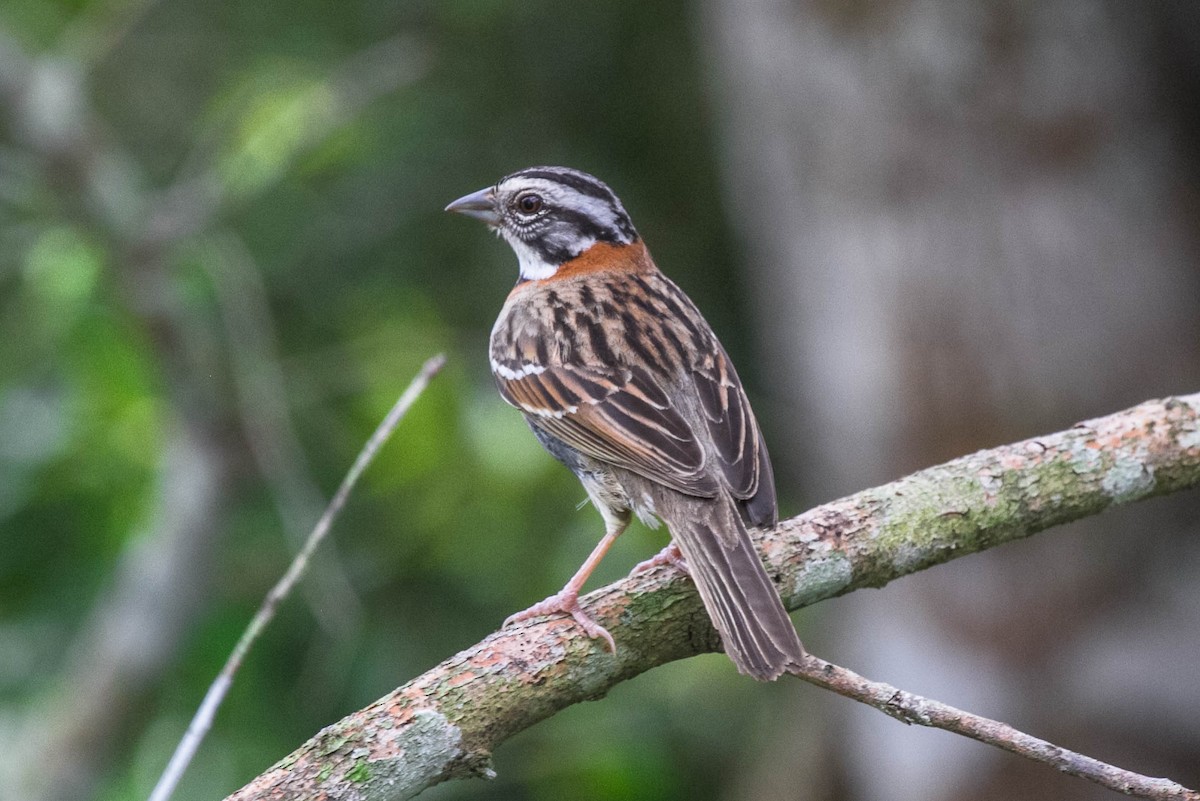 Rufous-collared Sparrow - ML278990041