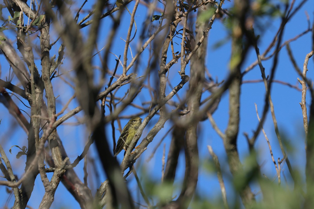 Blackpoll Warbler - ML278991381