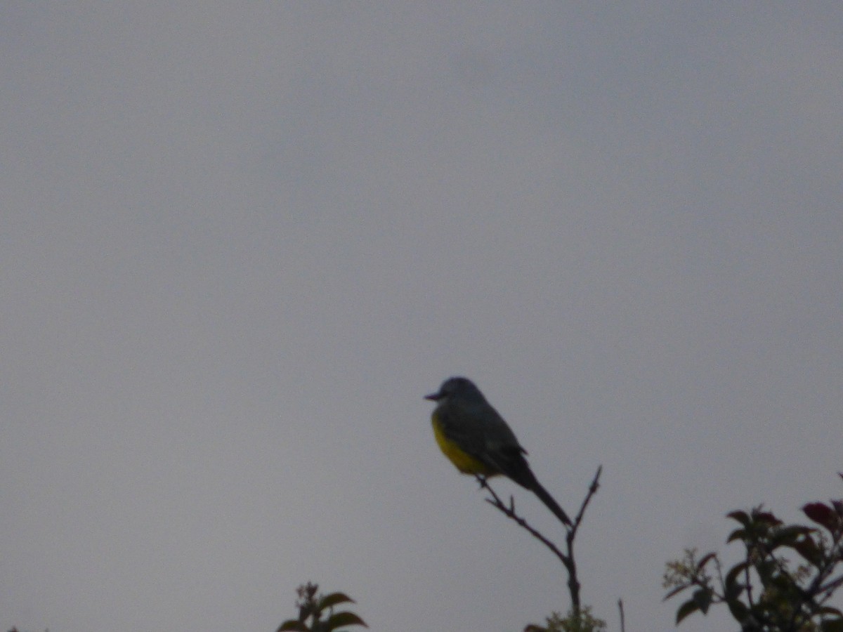 Tropical Kingbird - Alberto Peña