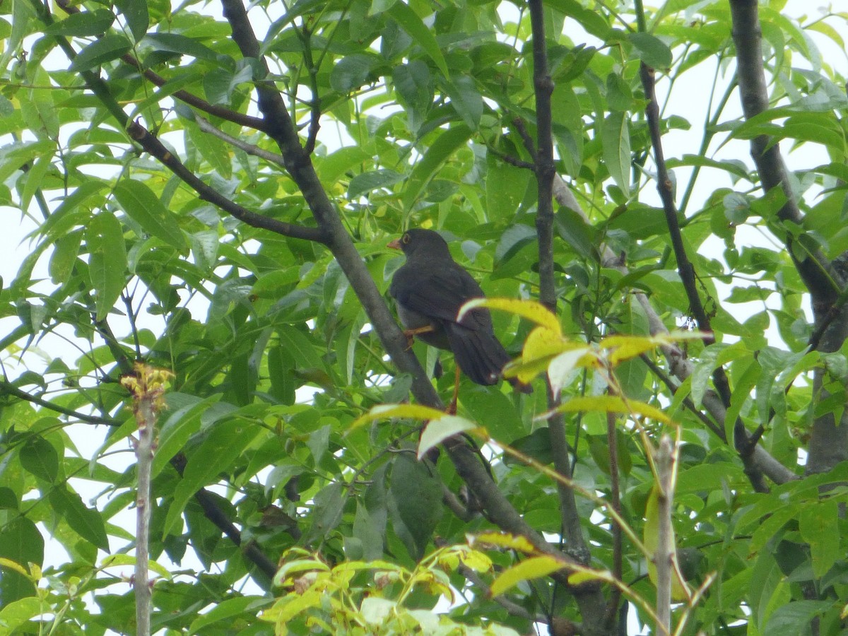 Great Thrush - ML278996591