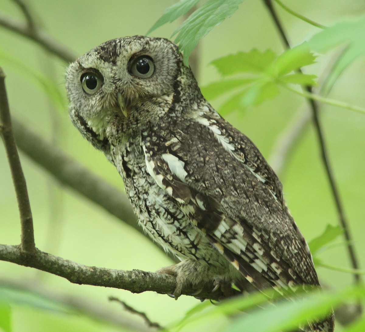 Eastern Screech-Owl - ML27899691