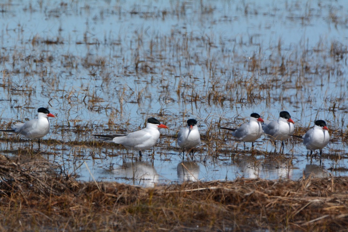 Caspian Tern - ML27899701