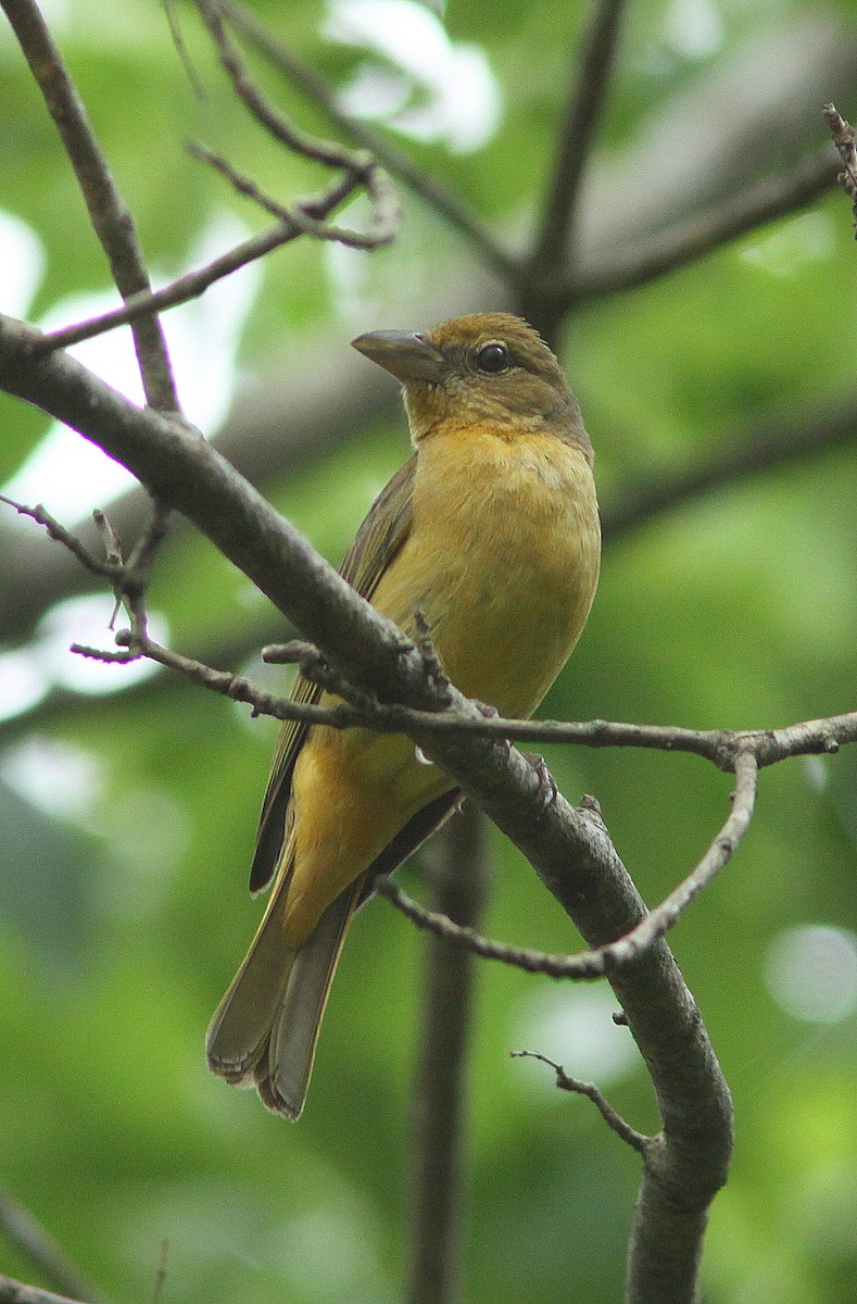 Summer Tanager - ML27899731