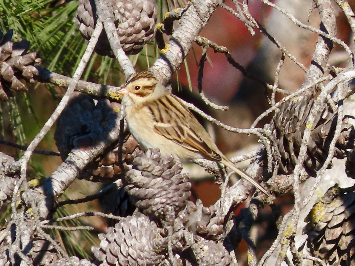 Clay-colored Sparrow - ML278998181