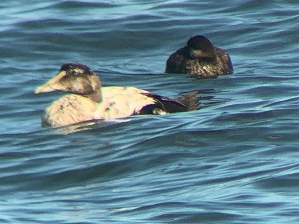 Eider arrunta - ML278998331