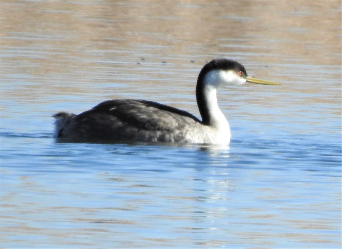 Western Grebe - ML278998571