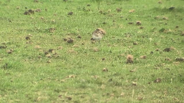 Pacific Golden-Plover - ML278999141