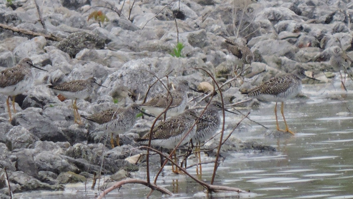 Greater Yellowlegs - ML27899961