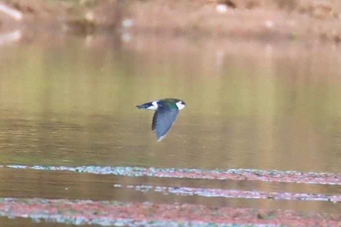 Golondrina Verdemar - ML279000521