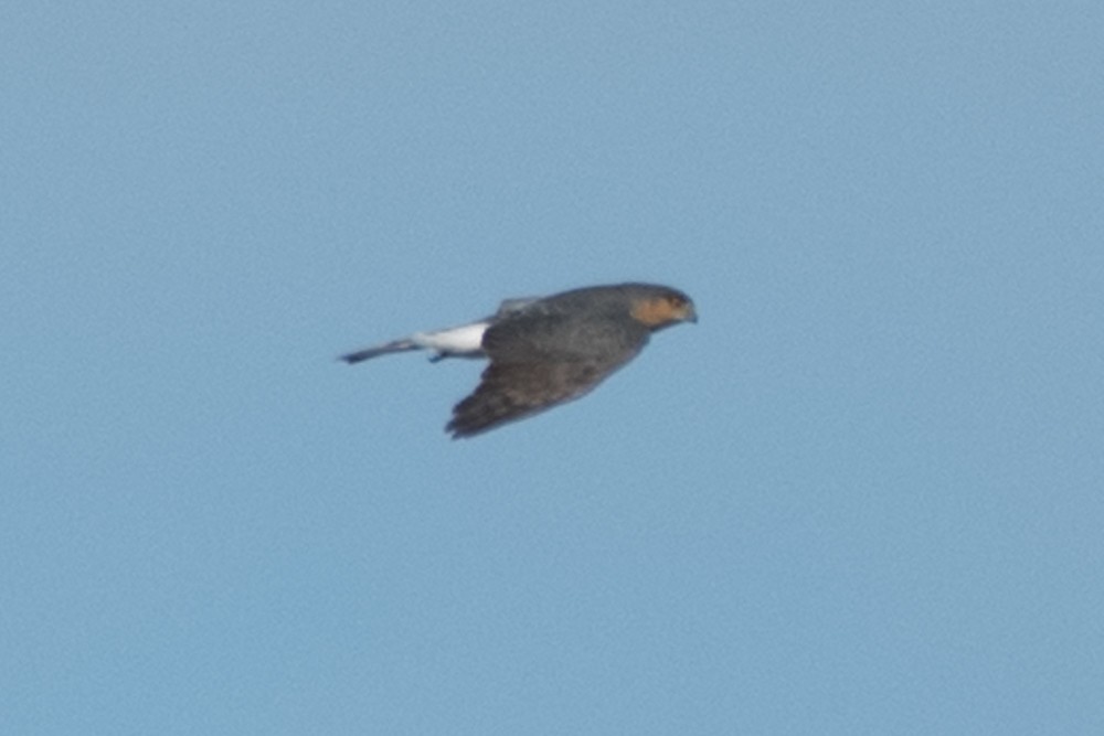 Sharp-shinned Hawk - josh Ketry