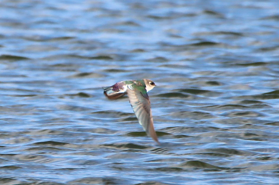 Golondrina Verdemar - ML279000611