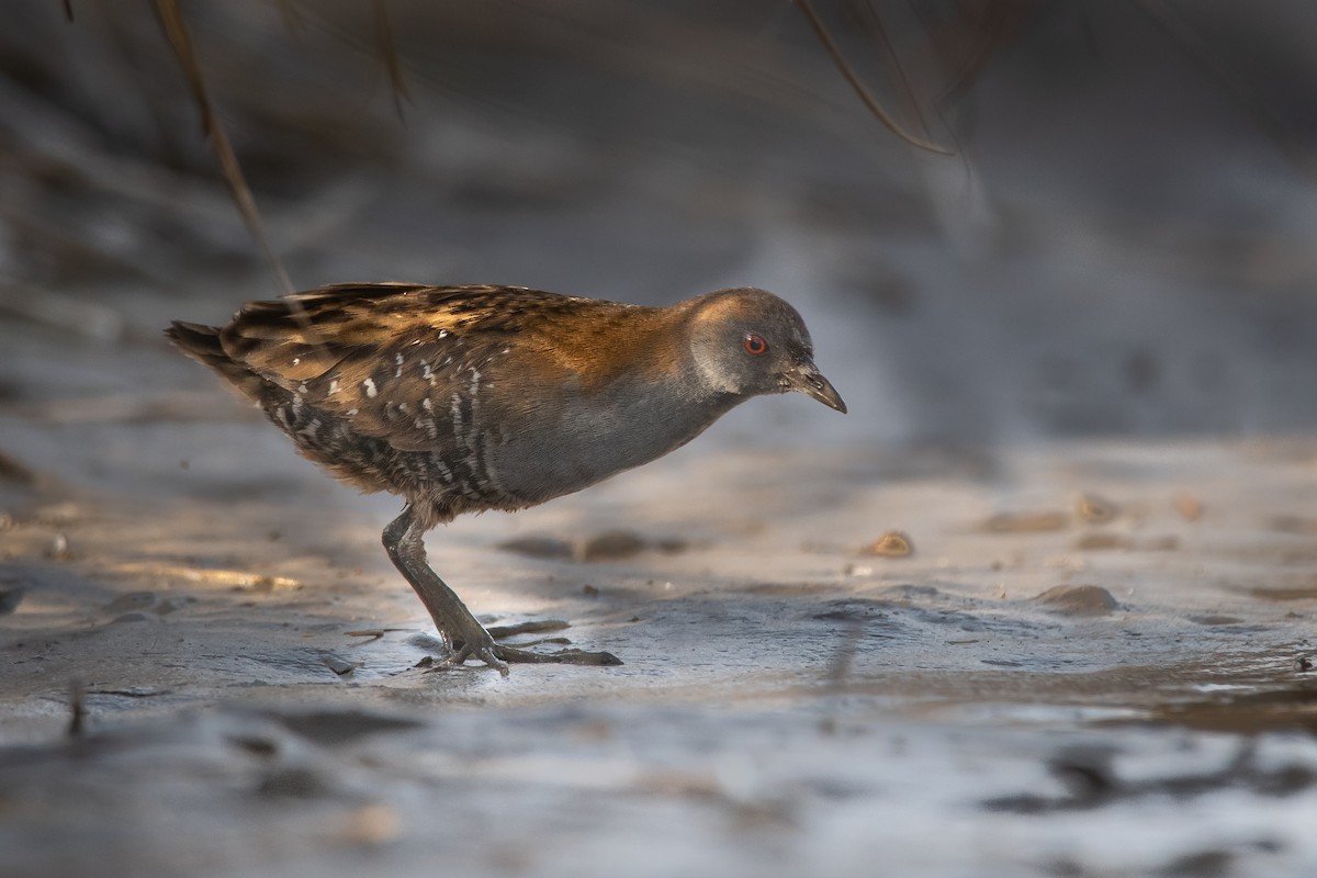 Dot-winged Crake - ML279003431