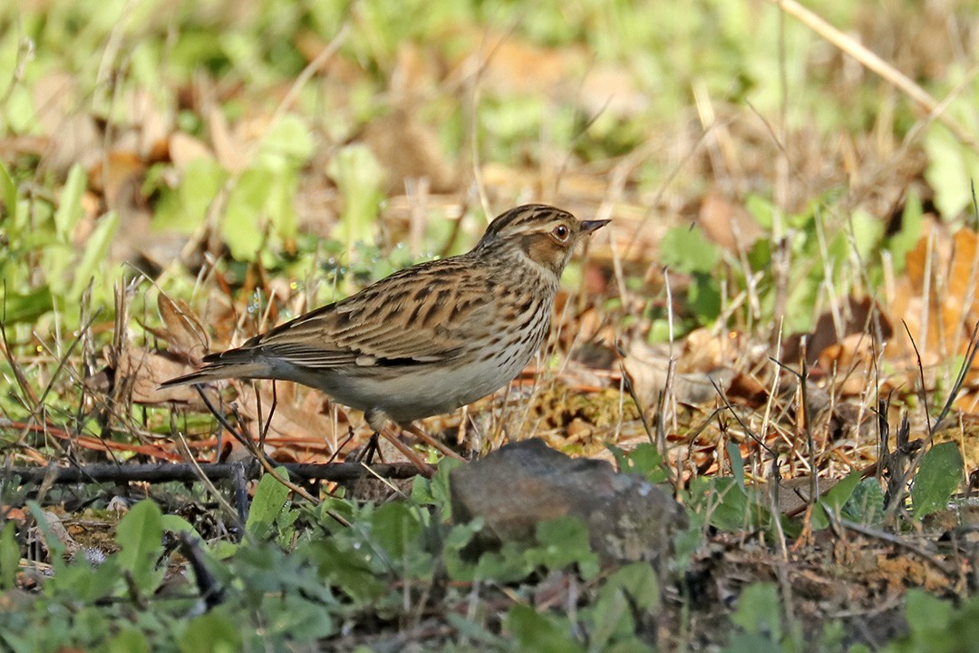 Wood Lark - ML279004491