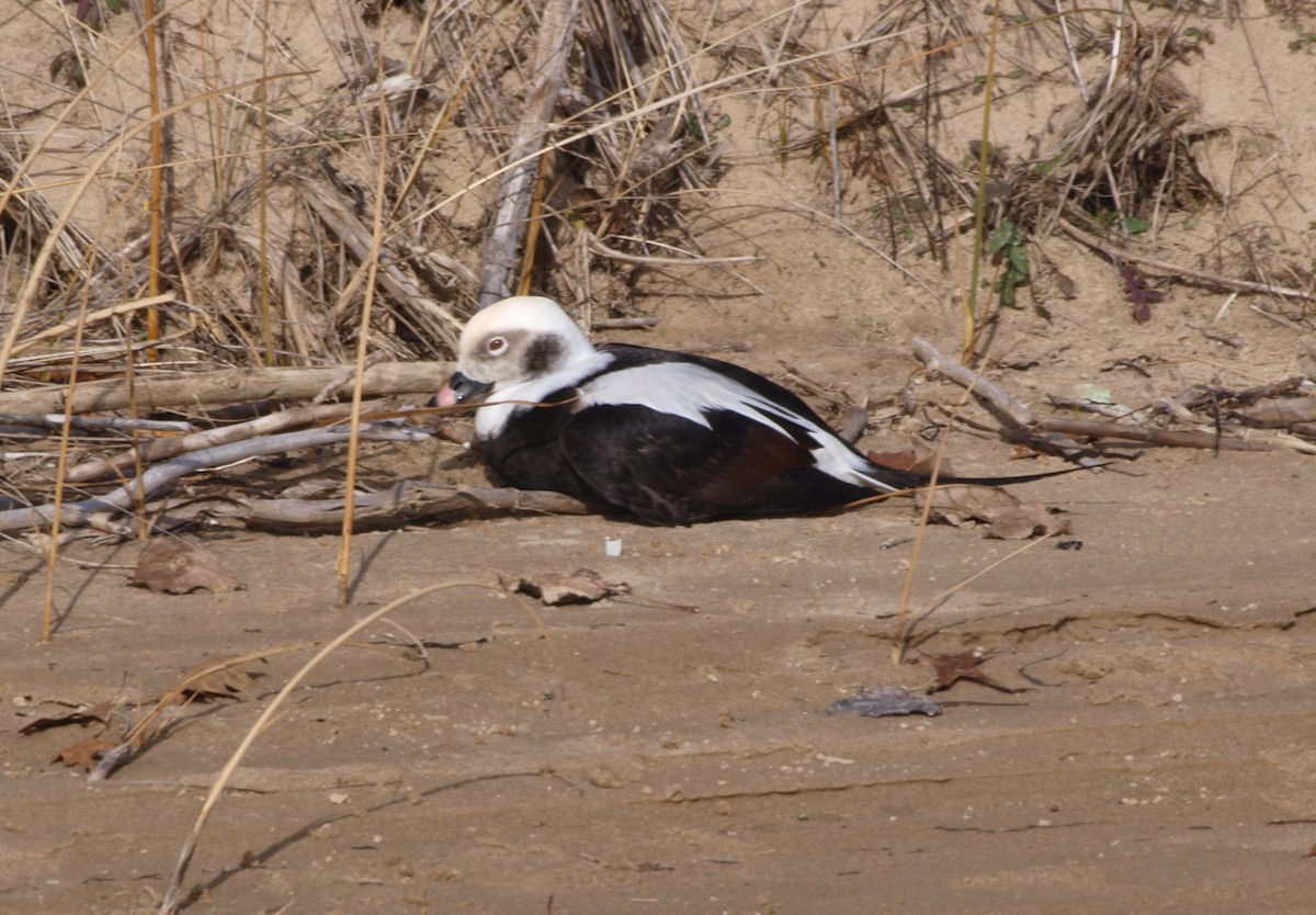 Long-tailed Duck - ML279006781