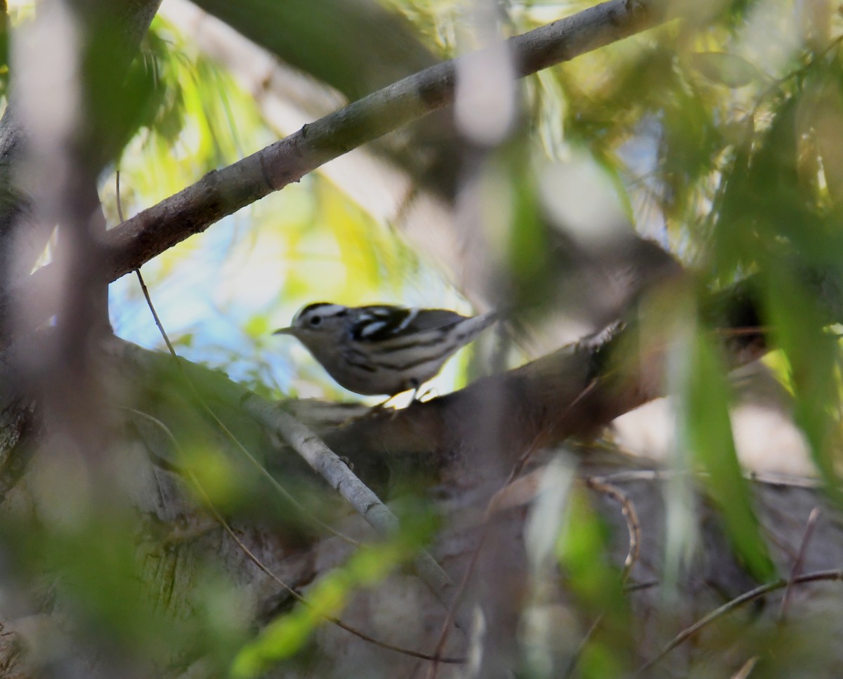 Black-and-white Warbler - ML279007171