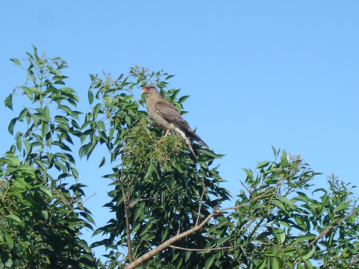 Chimango Caracara - ML279007661