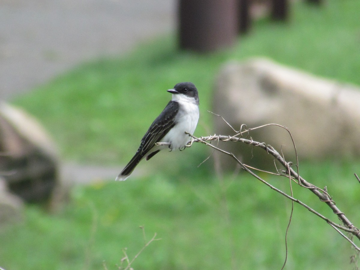 Eastern Kingbird - ML279008161