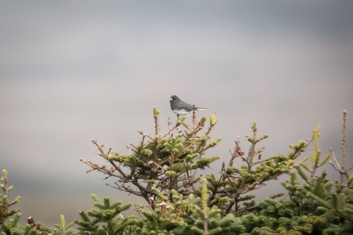 Dark-eyed Junco (Slate-colored) - ML279011251