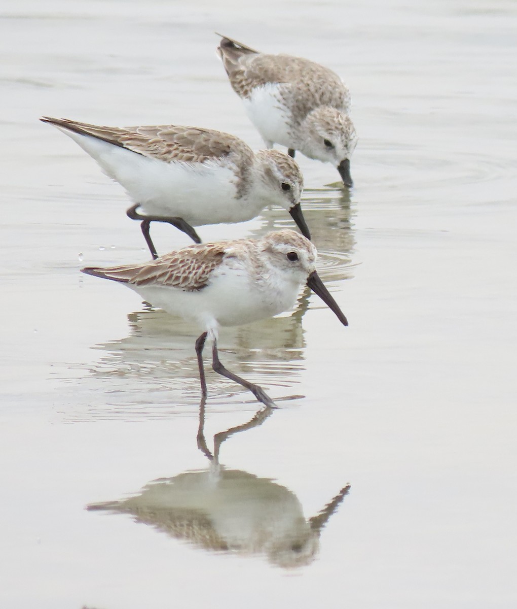 Western Sandpiper - ML279017091