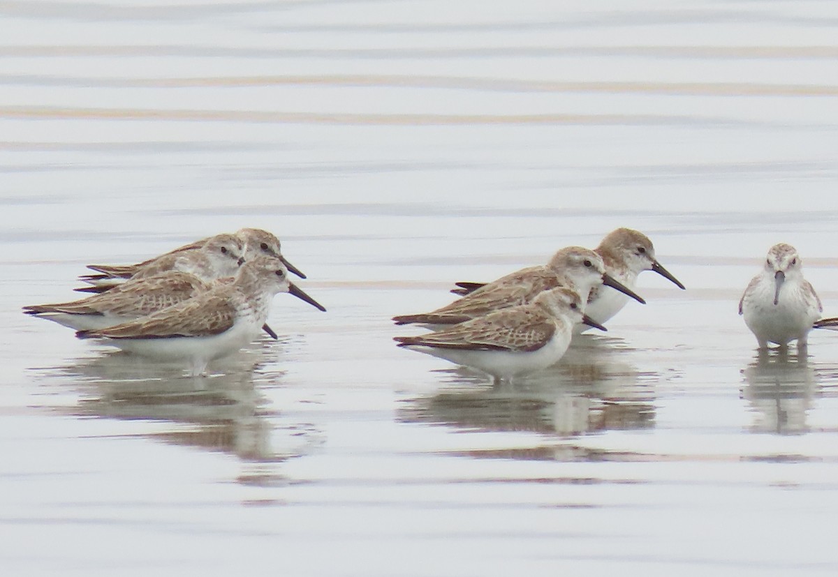 Western Sandpiper - ML279017731