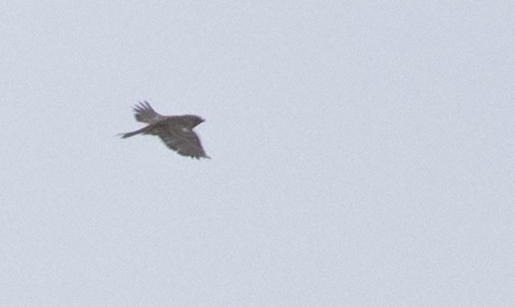 Smith's Longspur - ML279019241