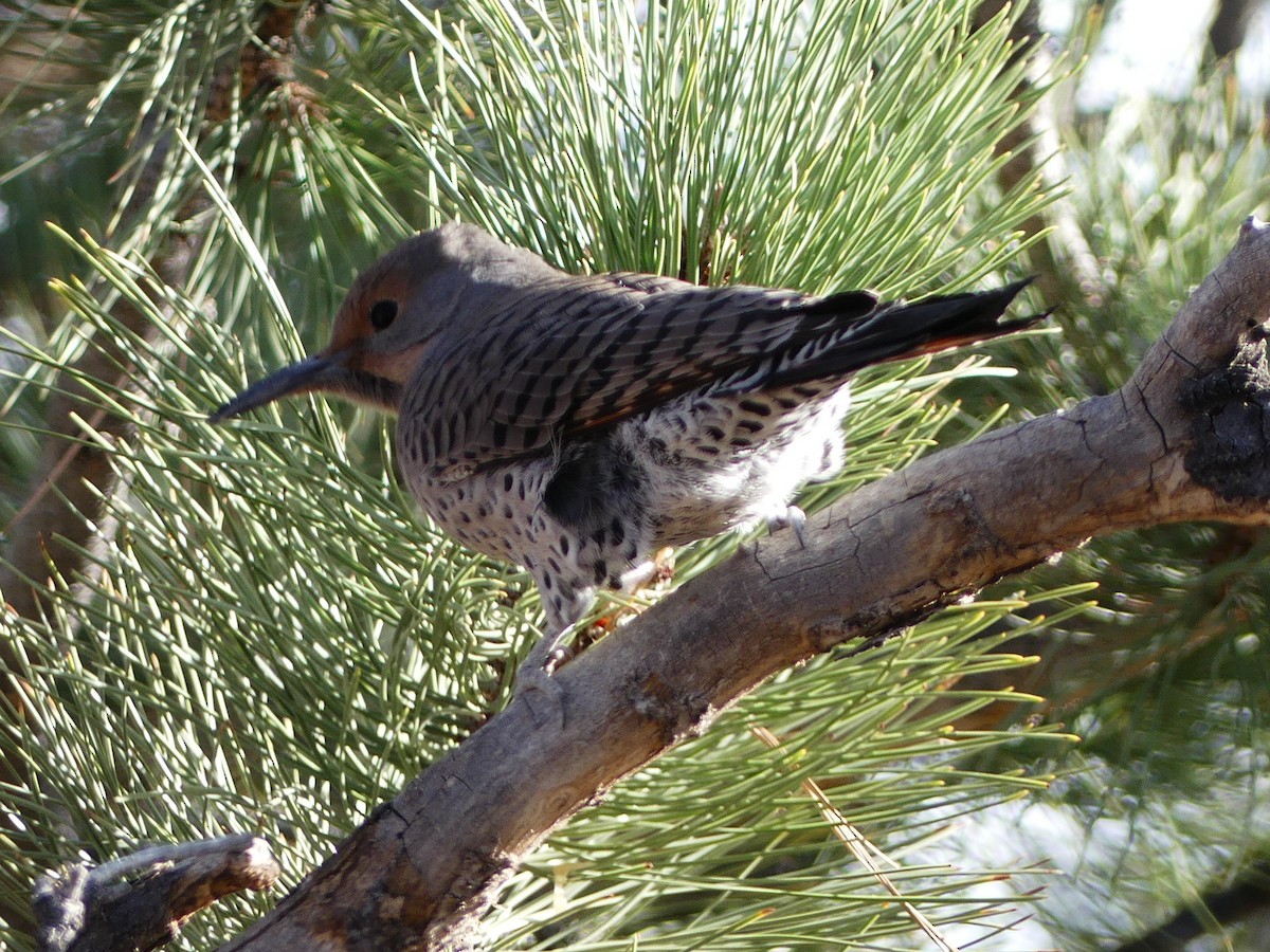 Northern Flicker (Red-shafted) - ML279020981