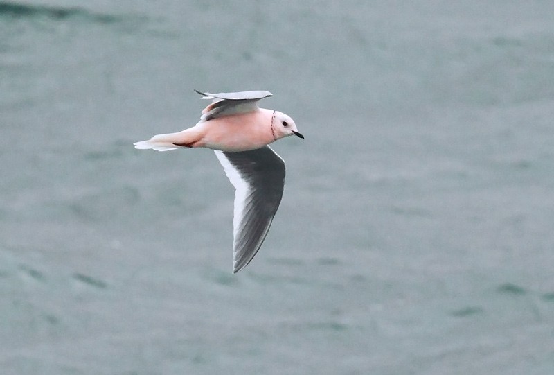 Ross's Gull - ML279021051